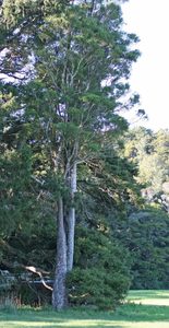 In Stock Plants: Prumnopitys taxifolia. Matai Landscape Grade x 30