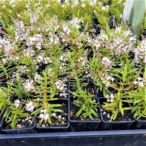 All Nursery Plants: Hebe Lavender Lace. x 42 Wholesale Grade