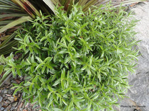 All Nursery Plants: Hebe subalpina x 42 Wholesale Grade