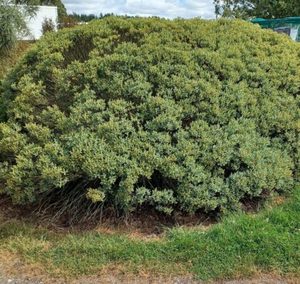 All Nursery Plants: Hebe subfulvida x 10 Landscape Grade