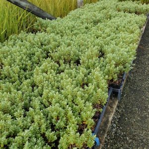 Hebe sutherlandii 10 plants. Landscape Grade