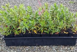 All Nursery Plants: Hebe sutherlandii x 42 Wholesale Grade