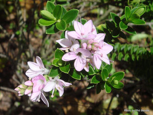 All Nursery Plants: Hebe Toparia. x 42 Wholesale Grade