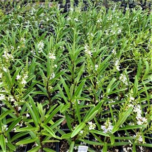 All Nursery Plants: Hebe townsonii. x 42 Wholesale Grade