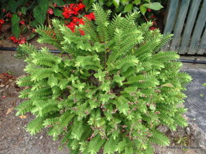 All Nursery Plants: Hebe Wiri Cloud x 42 Wholesale Grade