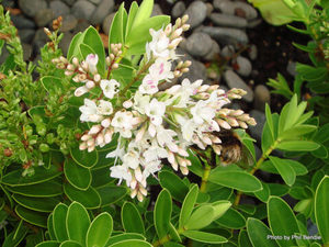 All Nursery Plants: Hebe Wiri Mist x 30 Landscape Grade