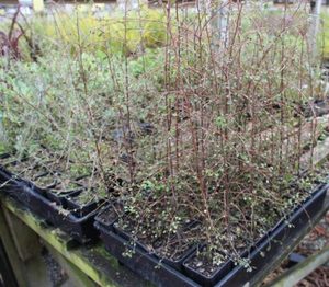 Products: Hoheria angustifolia x 42 Wholesale Grade