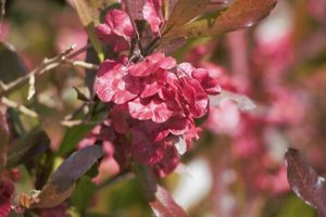 All Nursery Plants: Dodonea viscosa Akeake Purple x 30