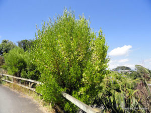 All Nursery Plants: Dodonea viscosa Akeake x 30