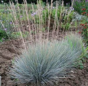 ALL Everything we sell: Festuca actae. Blue Tussock x 42 Wholesale Grade. 7cm pot. Super Cheap