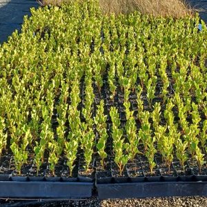 ALL Everything we sell: Grislinia litteralis. Broadleaf “Broadway Mint”x 42 Wholesale Grade