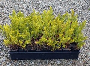 ALL Everything we sell: Hebe Winter Gold x 42 Wholesale Grade