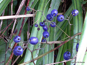 ALL Everything we sell: Dianella nigra x 42 Wholesale Grade