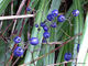 Dianella nigra x 42 Wholesale Grade