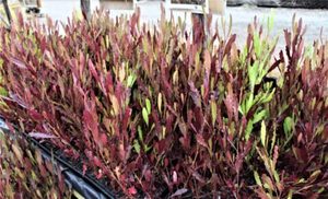 ALL Everything we sell: Dodonea viscosa Green x 42. Wholesale Grade