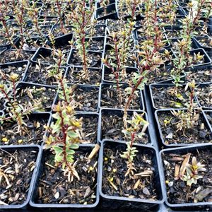 Hebe anomala. x 42 Wholesale Grade