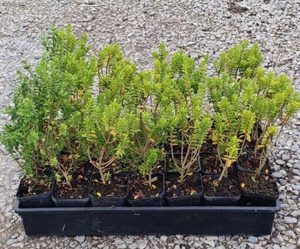All Nursery Plants: Hebe brachysiphon. x 10 Landscape Grade