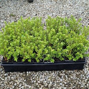 All Nursery Plants: Hebe brachysiphon. x 42 Wholesale Grade
