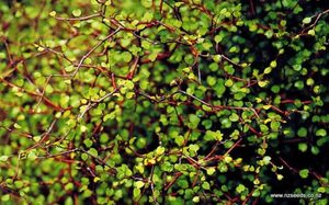ALL Everything we sell: Muehlenbeckia astonii x 42 Wholesale Grade