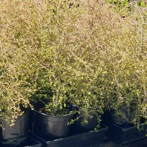 Products: Myrsine Divaricata x 50 Large Grade Weeping Matipo