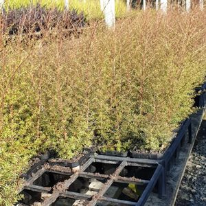 All Nursery Plants: Kunzea robusta Kanuka x 30