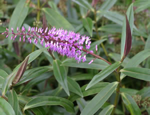 ALL Everything we sell: Hebe Lavender Wand x 42 Wholesale Grade