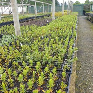 ALL Everything we sell: Hebe Oratia Beauty x 42 Wholesale Grade