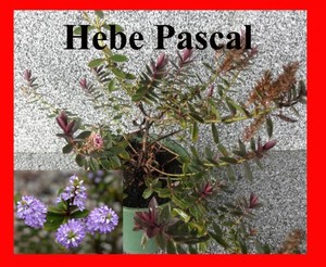 ALL Everything we sell: Hebe Pascal x 30 Landscape Grade