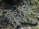 Hebe pimeleoides x 10 Landscape Grade