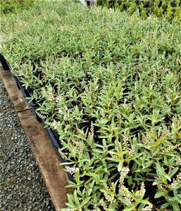 ALL Everything we sell: Hebe pinguifolia ‘pagei’ x 10 Landscape Grade