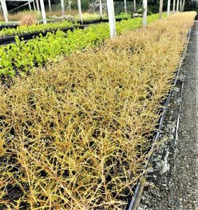 ALL Everything we sell: Coprosma rugosa x 42 Wholesale Grade