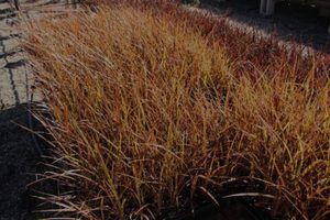 ALL Everything we sell: Cordyline australis purpurea x 30