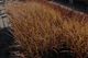 Cordyline australis purpurea x 30