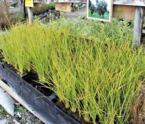 ALL Everything we sell: Cordyline australis x 42. 7cm pots