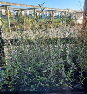 Corokia cotoneaster x 10 Landscape Grade