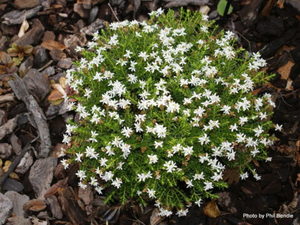 All Nursery Plants: Hebe odora x 42 Wholesale Grade