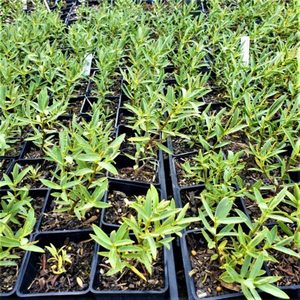 Products: Hebe Orari Suprise x 42 Wholesale Grade