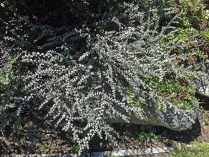 Products: Hebe pimeliodes x 42 Wholesale Grade
