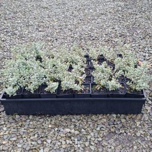 Hebe pinguifolia ‘pagei’ x 10 Landscape Grade