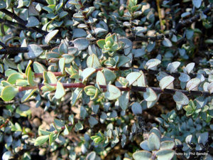 Products: Hebe Quicksilver x 42 Wholesale Grade