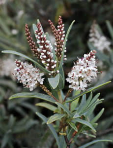 All Nursery Plants: Hebe recurva x 42 Wholesale Grade
