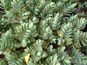 All Nursery Plants: Hebe Red Edge. x 42 Wholesale Grade