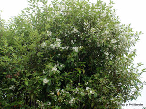 Products: Hoheria populnea x 42 Wholesale Grade