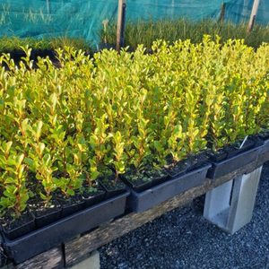 Grislinia littoralis ‘Canterbury Red’ 7cm Grade x 42 plants