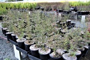 Fuscospora solandrii Black Beech Large Grade x 50