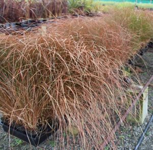 Carex tenuiculmis x 30 Landscape Grade 9cm pot
