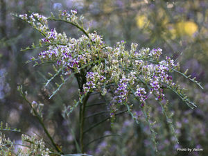 All Nursery Plants: Carmichaelia odorata x 42 Wholesale Grade 7cm