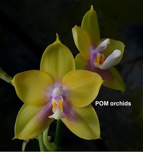 Products: Phalaenopsis Mituo Gelb Eagle × amboinensis var flava Orchids Online in NZ Orchid Obsession - Orchid Obsession
