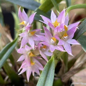 Dendrobium Standing Ovation – stunning floweing Orchid Online Orchid Obsession&hellip;
