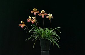 Products: Paphiopedilum × hermannii – Compact Natural Hybrid – Orchids Online in NZ Orchid Obsession - Orchid Obsession